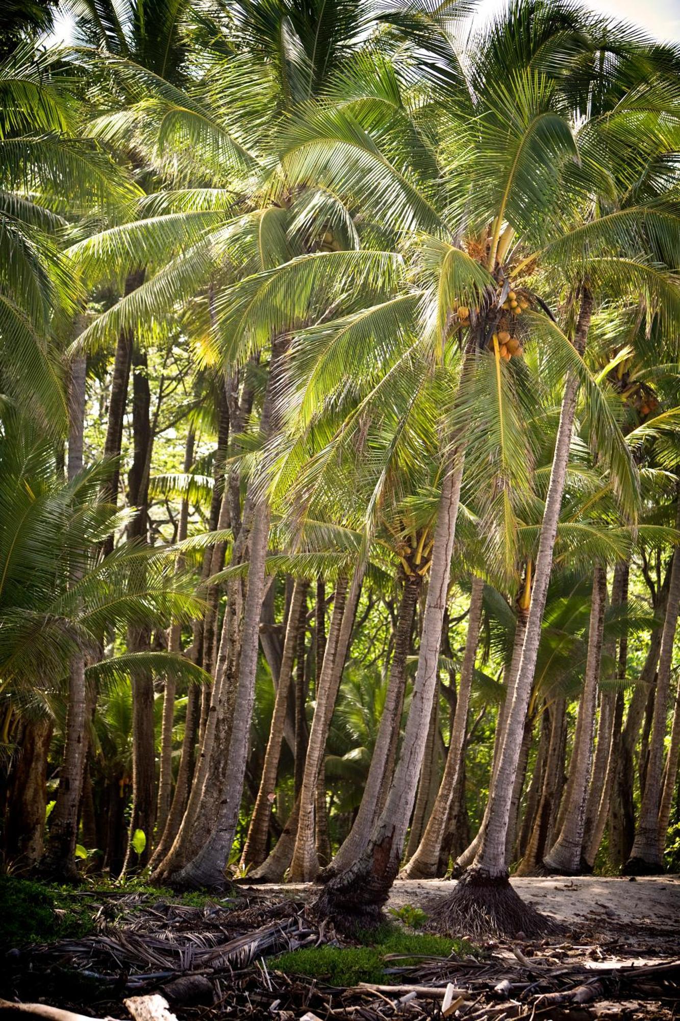 Hotel Tropico Latino Playa Santa Teresa  Room photo